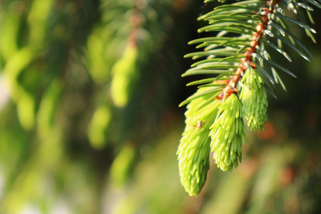 fir tree, scion, green-5215224.jpg